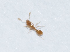 Solenopsis molesta