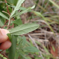 Billardiera scandens