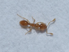 Solenopsis molesta