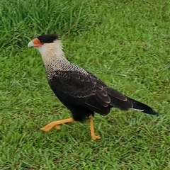 Caracara plancus