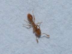 Solenopsis molesta