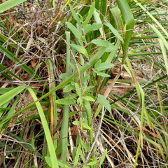 Billardiera scandens