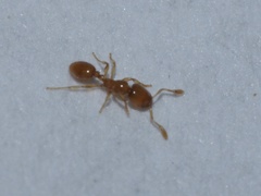 Solenopsis molesta