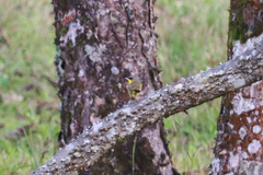 Geothlypis poliocephala