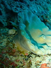 Duncanopsammia peltata