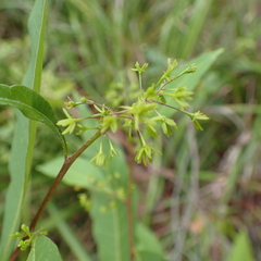 Dodonaea triquetra