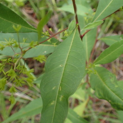 Dodonaea triquetra