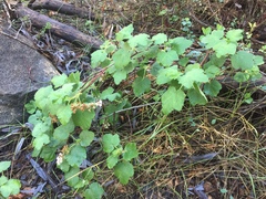 Ribes indecorum