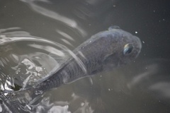 Sarotherodon melanotheron