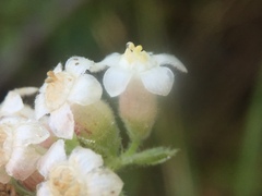 Ribes indecorum