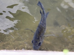 Sarotherodon melanotheron