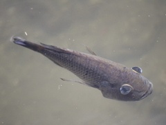 Sarotherodon melanotheron