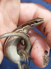 Oligosoma