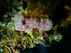 Dysideidae