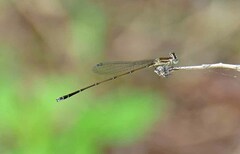 Nehalennia pallidula