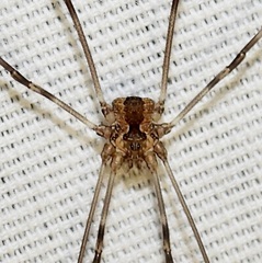 Leiobunum