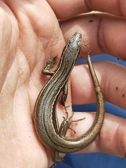 Oligosoma