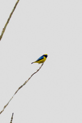 Euphonia luteicapilla