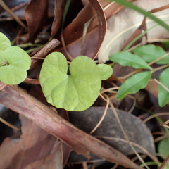 Dichondra repens