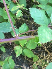 Rubus grabowskii