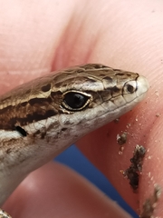 Oligosoma