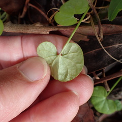 Dichondra repens