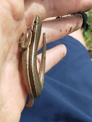 Oligosoma
