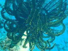Crinoidea