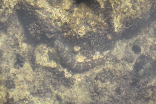 Omobranchus obliquus, 2023-02-15