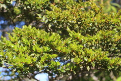 Nothofagus betuloides