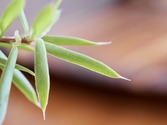 Styphelia pendula