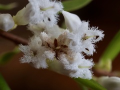 Styphelia pendula