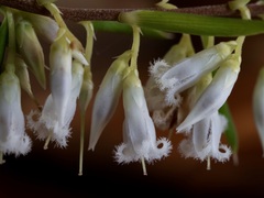 Styphelia pendula