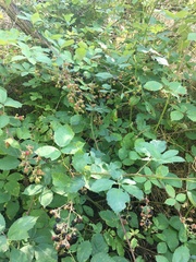 Rubus grabowskii