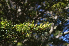 Nothofagus betuloides