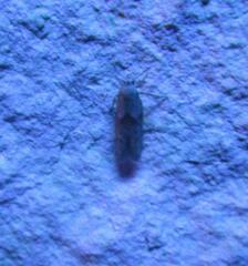 Blastobasis glandulella