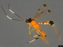 Leptobatopsis mesominiata