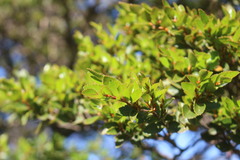 Nothofagus betuloides