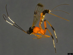 Leptobatopsis mesominiata