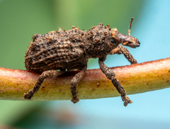 Aromagis