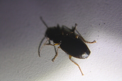 Cymindis