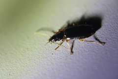 Cymindis