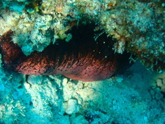 Holothuria edulis