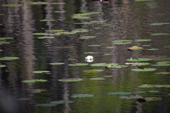Nymphaea odorata