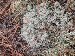 Cladonia arbuscula