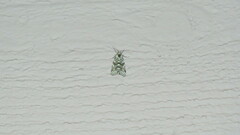 Bryolymnia viridata