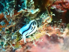 Chromodoris lochi