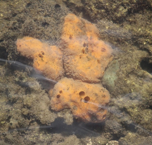 Suberites aurantiacus, 2023-02-15