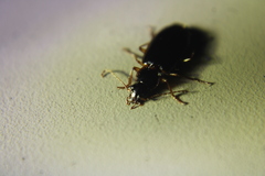 Cymindis