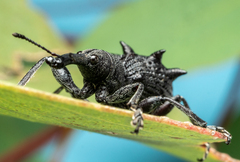 Eurhynchus quadridens